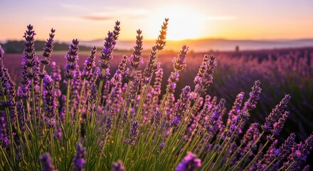 Fototapeta premium Lavender field at sunset: Aromatic purple flowers bathed in golden light