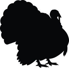 Silhouette of a large turkey with fanned tail feathers isolated on a suitable for design and illustration vector