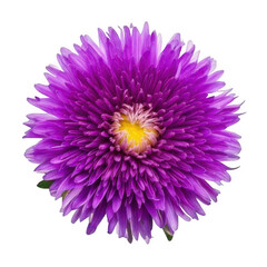  purple China aster isolated on white or transparent.