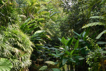 Lush tropical jungle with diverse green foliage and dense vegetation surrounding a serene water...