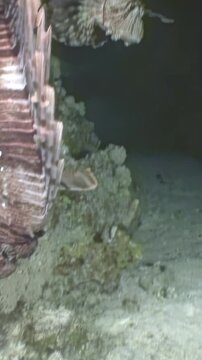 A captivating glimpse into the Red Sea's nocturnal realm. Watch a magnificent lionfish gracefully moves through coral reefs during a night dive. The underwater world comes alive.