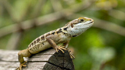 Curious chameleon lizard perched on textured log looks to the distance in the sunny jungle habitat