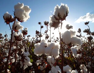 Cotton plants with ripe bolls under a bright sky