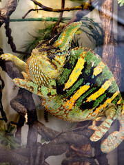 A colorful chameleon resting on a branch in its natural habitat