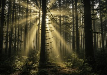 Fototapeta premium Ethereal Golden Sun Rays Piercing Through Misty Evergreen Forest at Sunrise, Illuminating a Serene Woodland Path