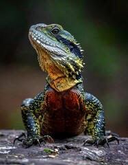 Close-up of colorful lizard