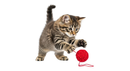Playful tabby kitten playing with a red yarn ball isolated PNG with Transparent Background