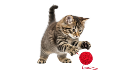 Playful tabby kitten playing with a red yarn ball isolated PNG with Transparent Background