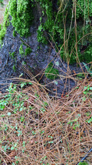 Mossy Tree Trunk with Pine Needles and Greenery