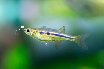 Dadio - Laubuka dadiburjori - Chela dadiburjori