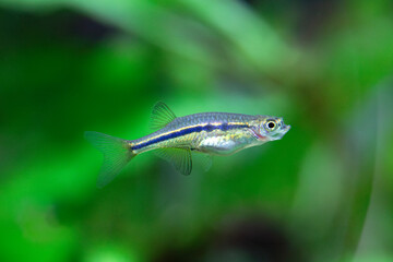 Dadio - Laubuka dadiburjori - Chela dadiburjori