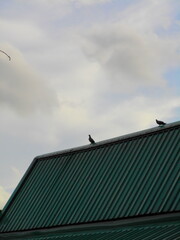A sloped green metal roof under cloudy skies with perched birds, presented in retro film grain style.