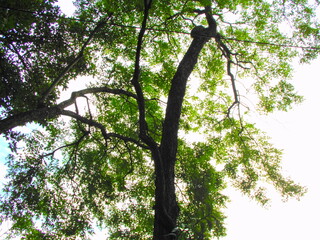 A tall leafy tree spreads its canopy against a pale sky, softened in film grain with vintage retro tones.