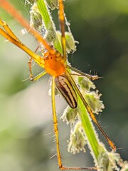 Macro Photography Closeup of Spider with Detailed Body and Eyes