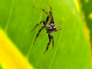 Macro Photography Closeup of Spider with Detailed Body and Eyes