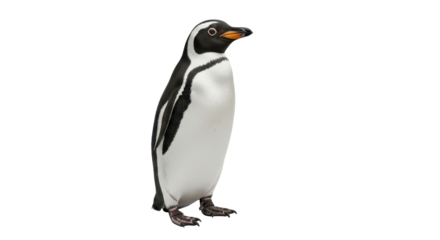 Standing Magellanic penguin isolated PNG with Transparent Background