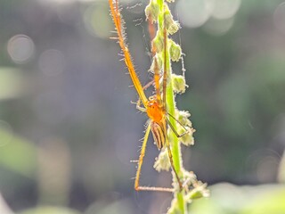 Macro Photography Closeup of Spider with Detailed Body and Eyes