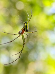 Macro Photography Closeup of Spider with Detailed Body and Eyes