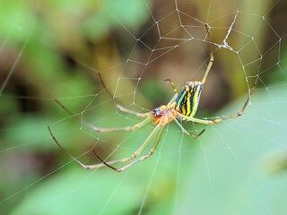 Macro Photography Closeup of Spider with Detailed Body and Eyes