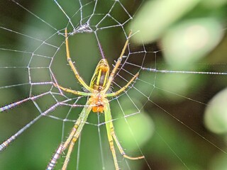 Macro Photography Closeup of Spider with Detailed Body and Eyes