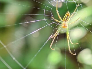Macro Photography Closeup of Spider with Detailed Body and Eyes