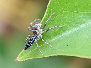 Macro Photography Closeup of Spider with Detailed Body and Eyes