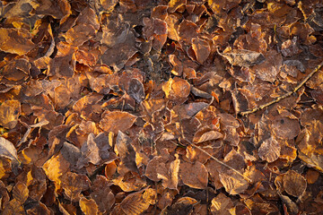 Autumn Leaf Texture