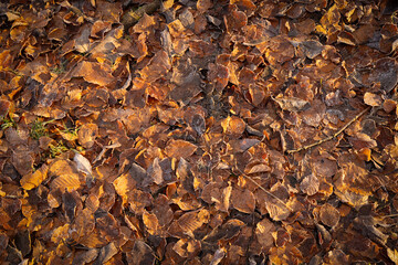 Autumn Leaf Texture