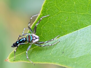 Macro Photography Closeup of Spider with Detailed Body and Eyes