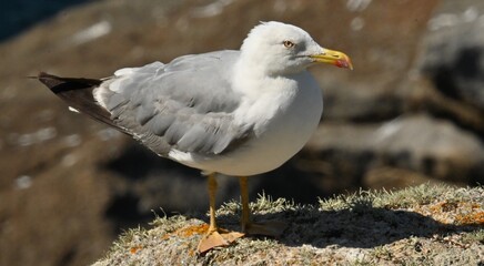 seagull perched on a rock by the seashore. The seabird is in its natural environment, symbolizing...