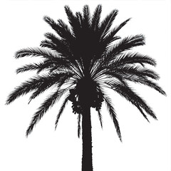 Isolated tropical black silhouette of a palm tree with a summer leaf