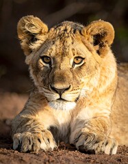 Lion cub resting in the sun
