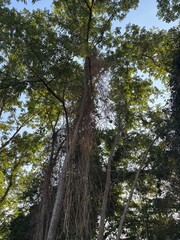 Tall trees with climbing vines in forest