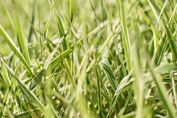 Close-up of lush green grass blades in sunlight creating a vibrant natural texture.