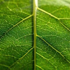 Close-up leaf veins