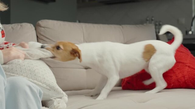 Woman playing with dog on couch. Jack Russell terrier pulling pillow, playing tug of war with owner at home. Person has fun with active pet