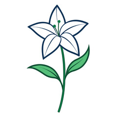 scilla campanulata line art vector on white