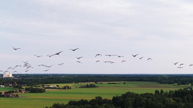 Flug von Graug&auml;nsen im Sp&auml;tsommer 