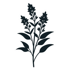 solidago virgaurea silhouette vector flower on white