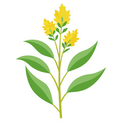 solidago virgaurea vector on white