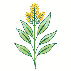 solidago virgaurea line art vector 