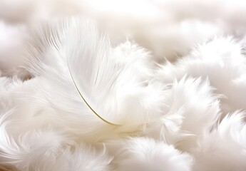 white feather on white background