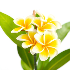 Naklejka premium Yellow and white plumeria rubra blooms on a clean white backdrop