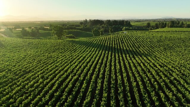 Vineyards in aerial drone video over a vineyards in an amazing Chilean landscape, Sunset