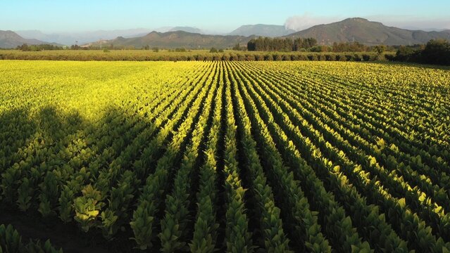 Drone Point of View tobacco field landscape in the evening at countryside of Chile.