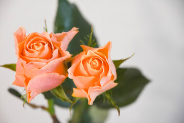 オレンジ色のバラ