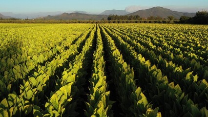 Drone Point of View tobacco field landscape in the evening at countryside of Chile.