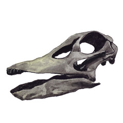 Hand-painted watercolor illustration of a dinosaur skull fossil with detailed texture and realistic shading.