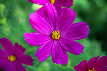 Obraz premium purple cosmos flowers on blurred green background