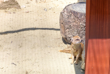 A small mongoose sits peeking out from behind a wooden log. The animal is cautiously observing its surroundings, creating a cute and amusing shot.